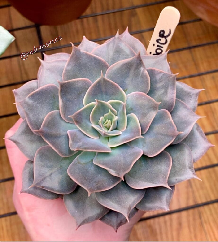 E. Rejoice… or E. Rob Roy. orrr E. Linda Jean. totally not confusing or anything