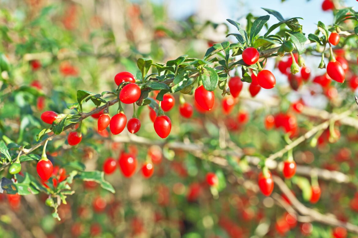 7 Berry Bushes to Plant This Fall for an Earlier Harvest Next Year