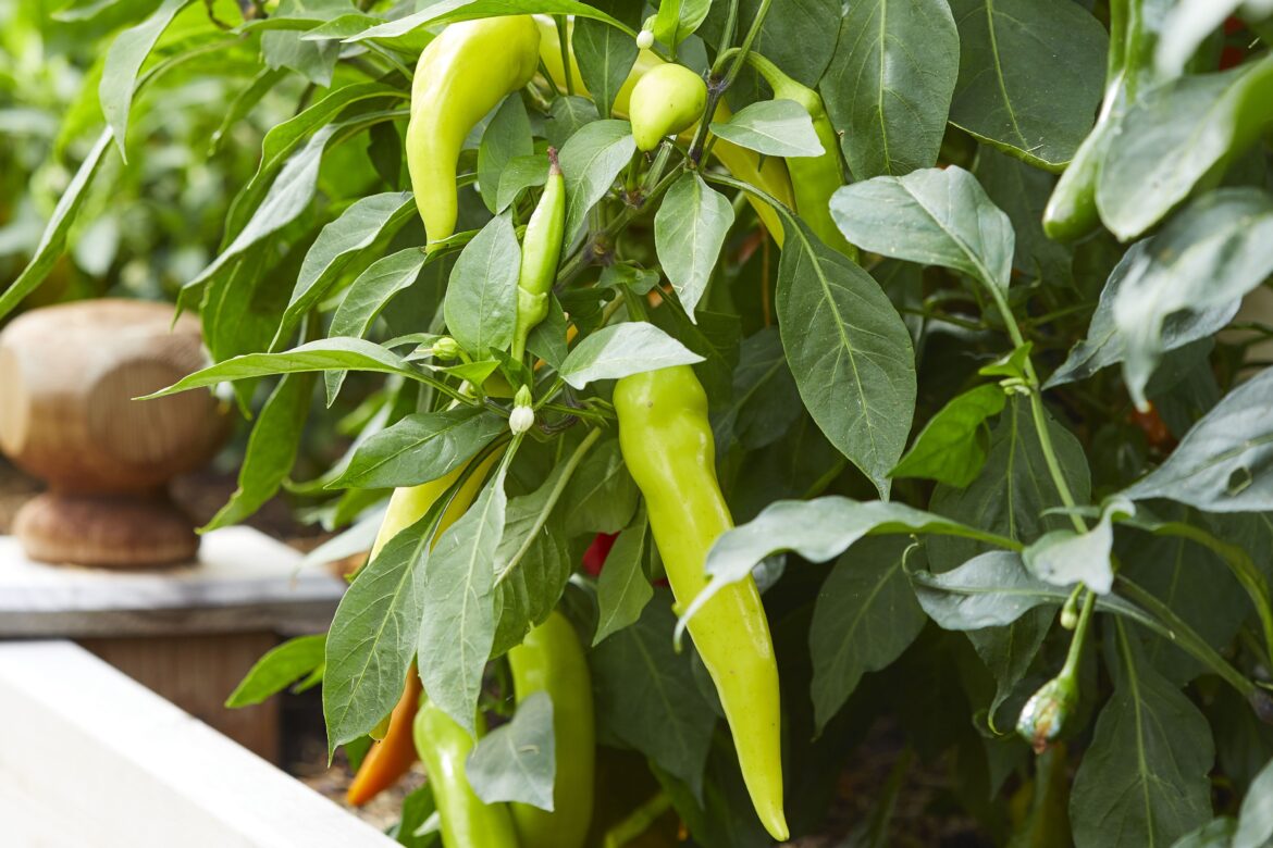 How to Overwinter Pepper Plants Indoors or Outside