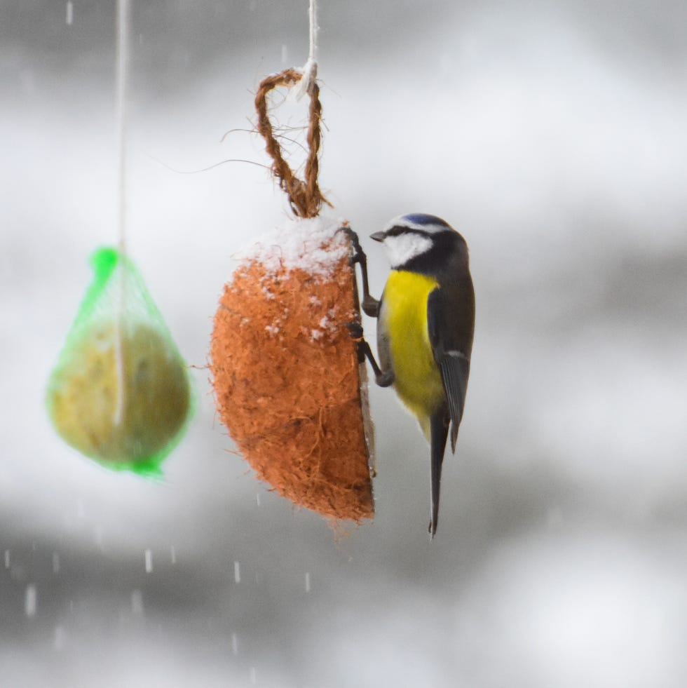 Food mistakes that could be harming birds bird in the garden by the feeder