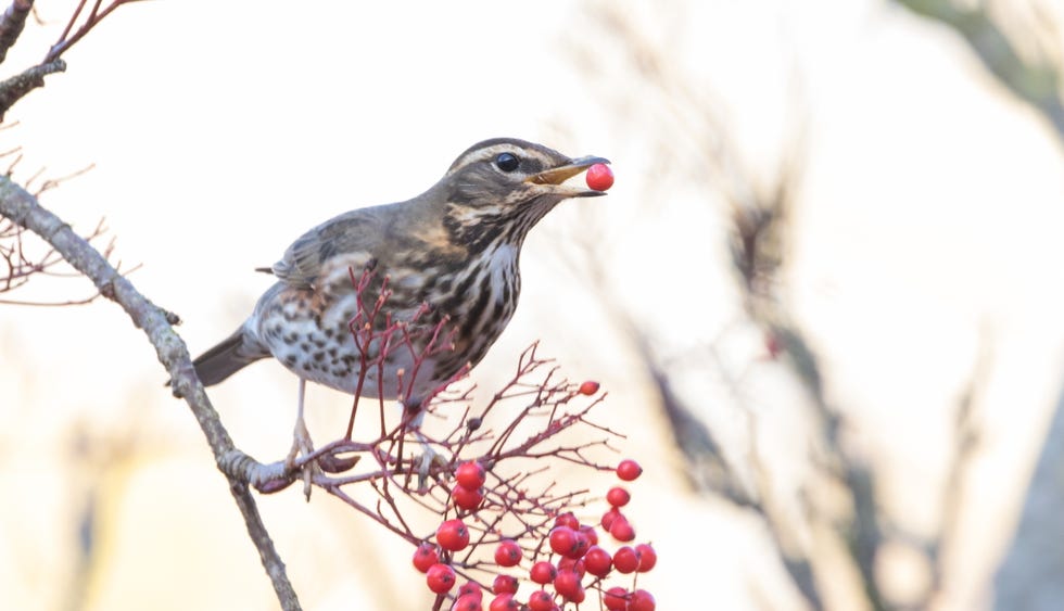 Song thrush enjoying some rowan berries song thrush enjoying a rowan berries