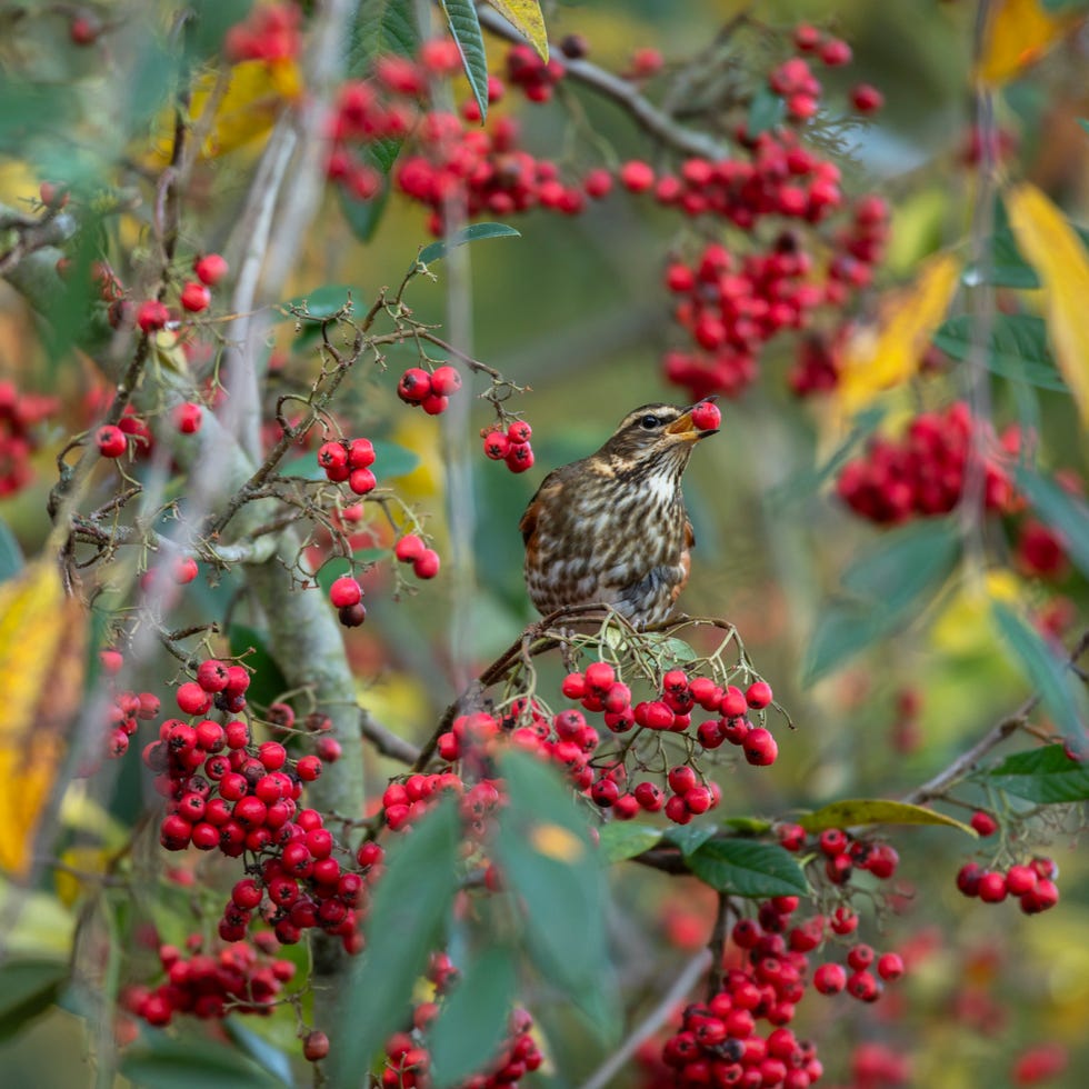redwing turdus iliacus, adult feeding in cotoneaster tree, essex, december