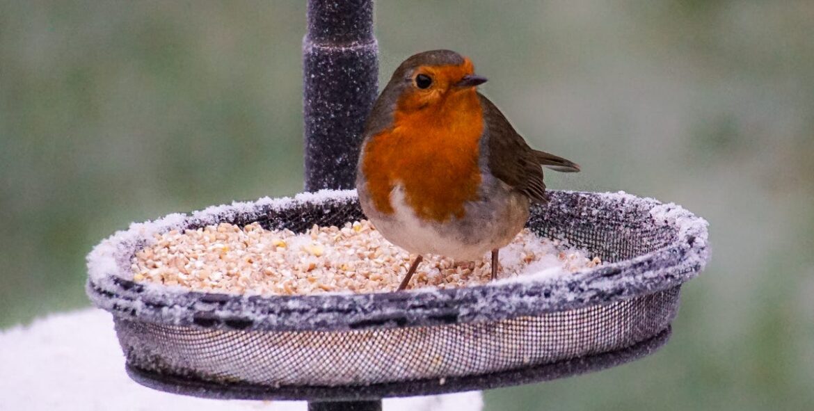 6 Birds You're Likely To Spot At Your Garden Feeder This Winter