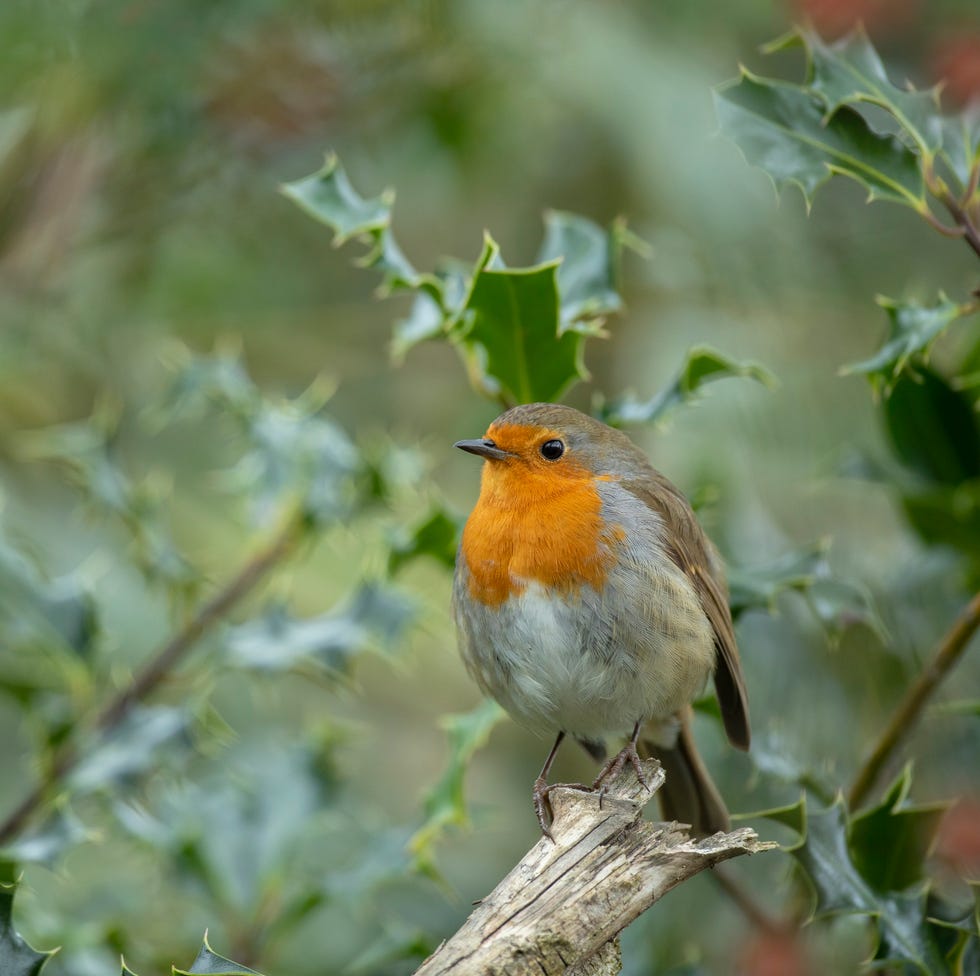 european robin erithacus rubecula, adult perched in holly bush, bedfordshie, march