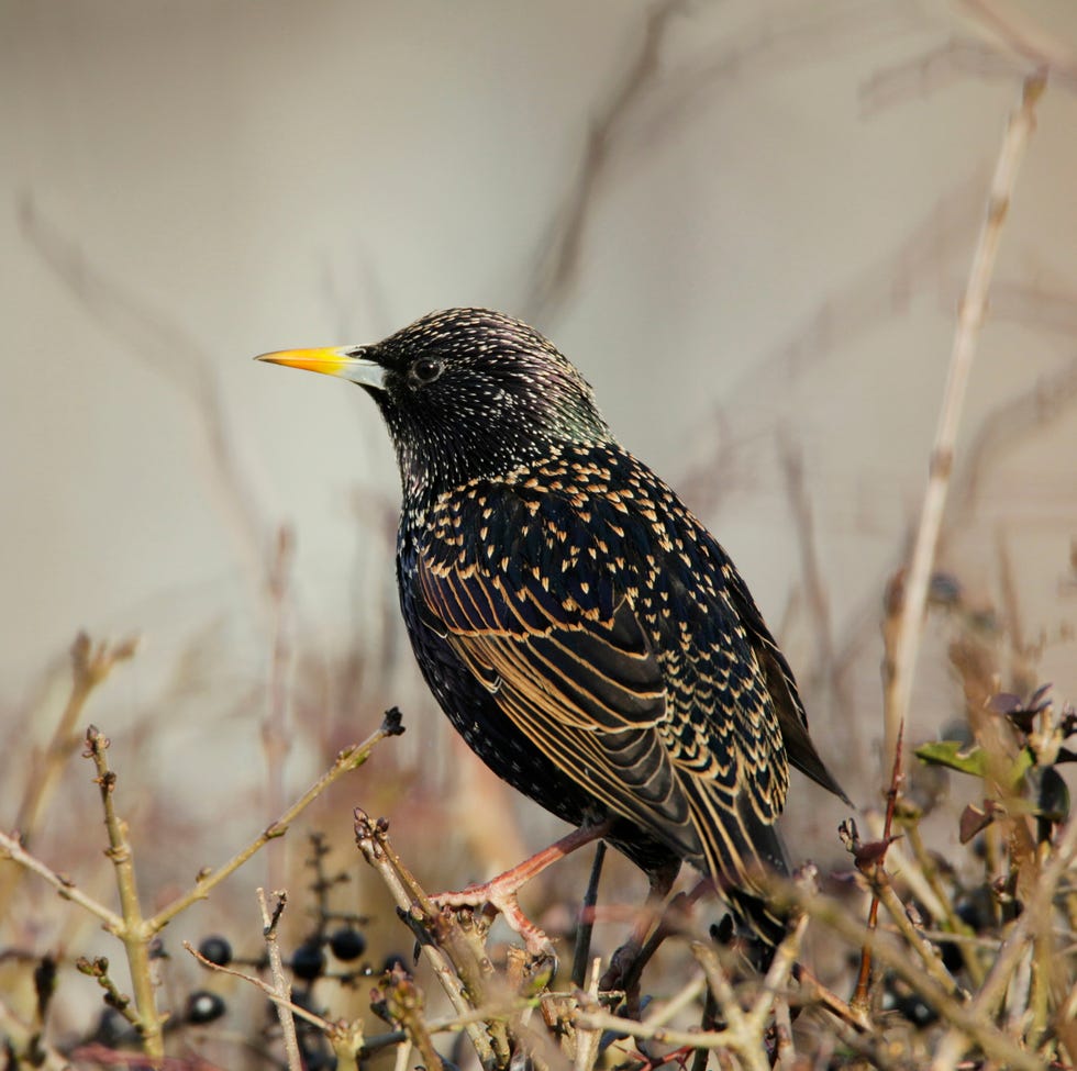 starling sturnus vulgaris, adult male in hedge of wild privet ligustrum vulgare, bedfordshire, england, january 2011