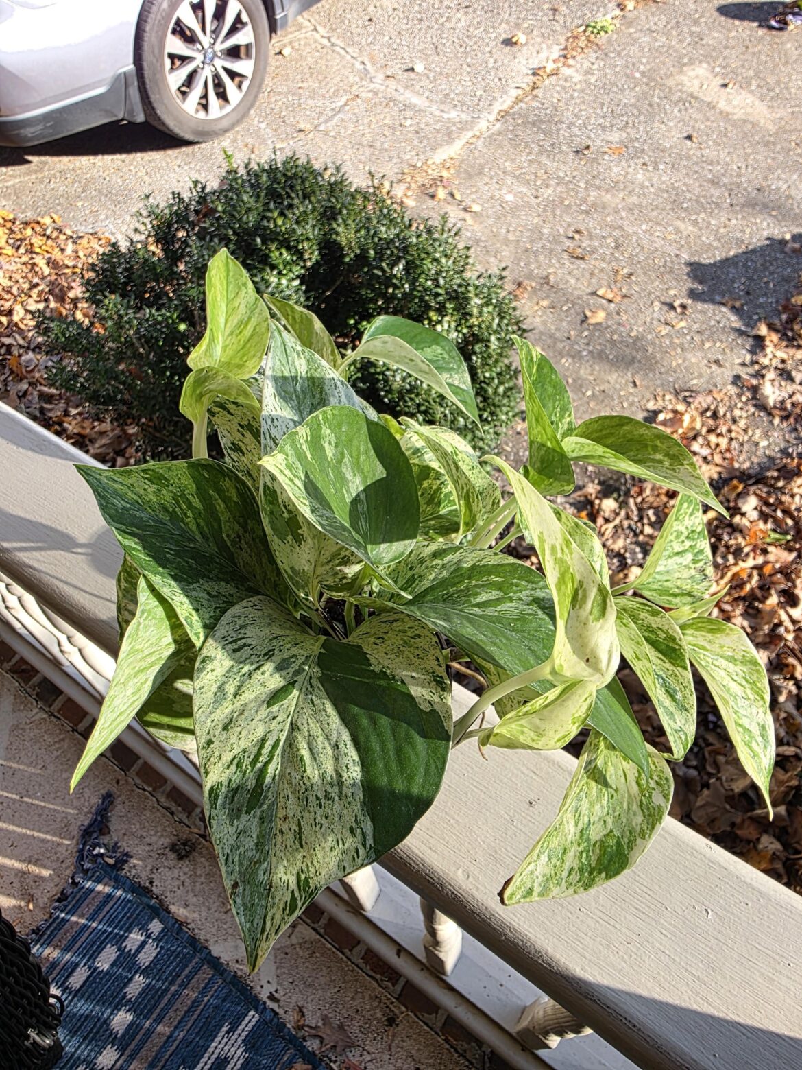 Beautiful Marble Queen