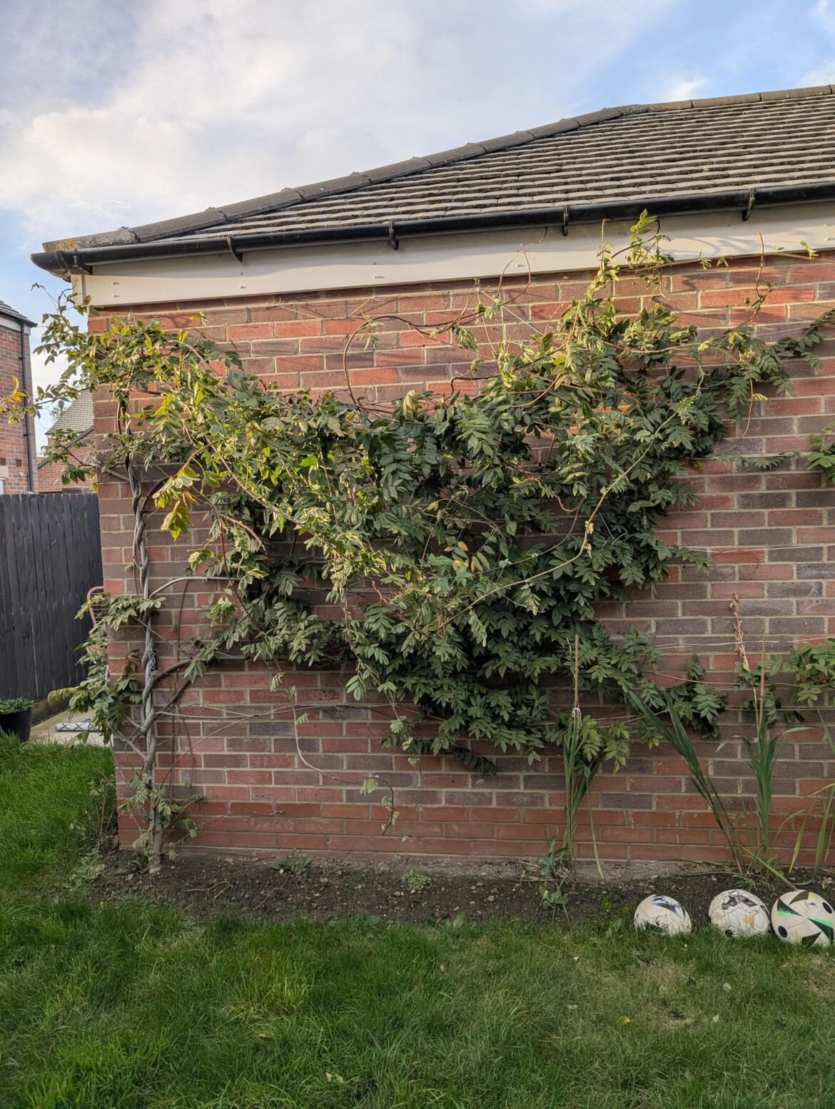 Wisteria help Wisteria help
