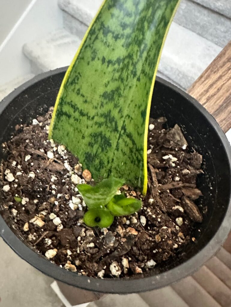 My Home Depot Prop