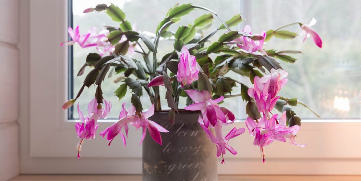 The Differences Between Thanksgiving and Christmas Cacti