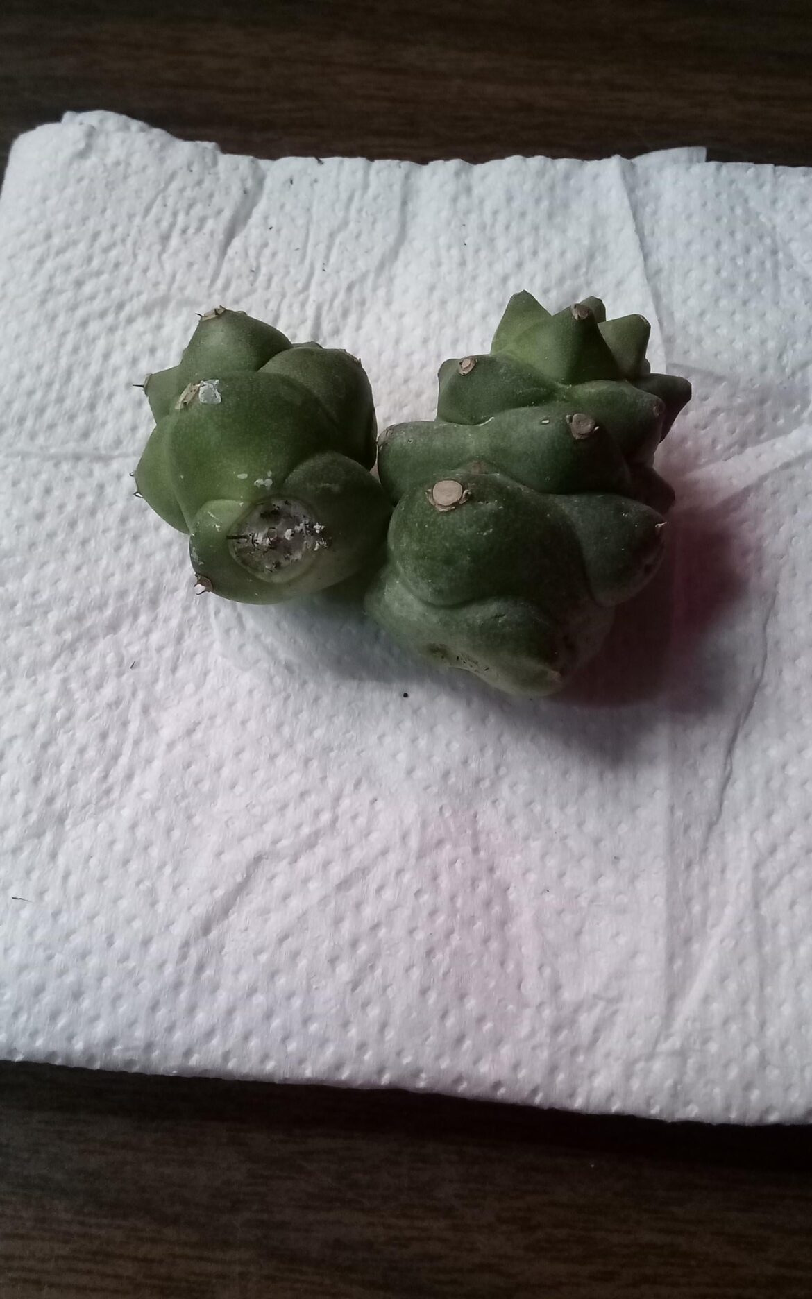 Two casualties in my plant mail