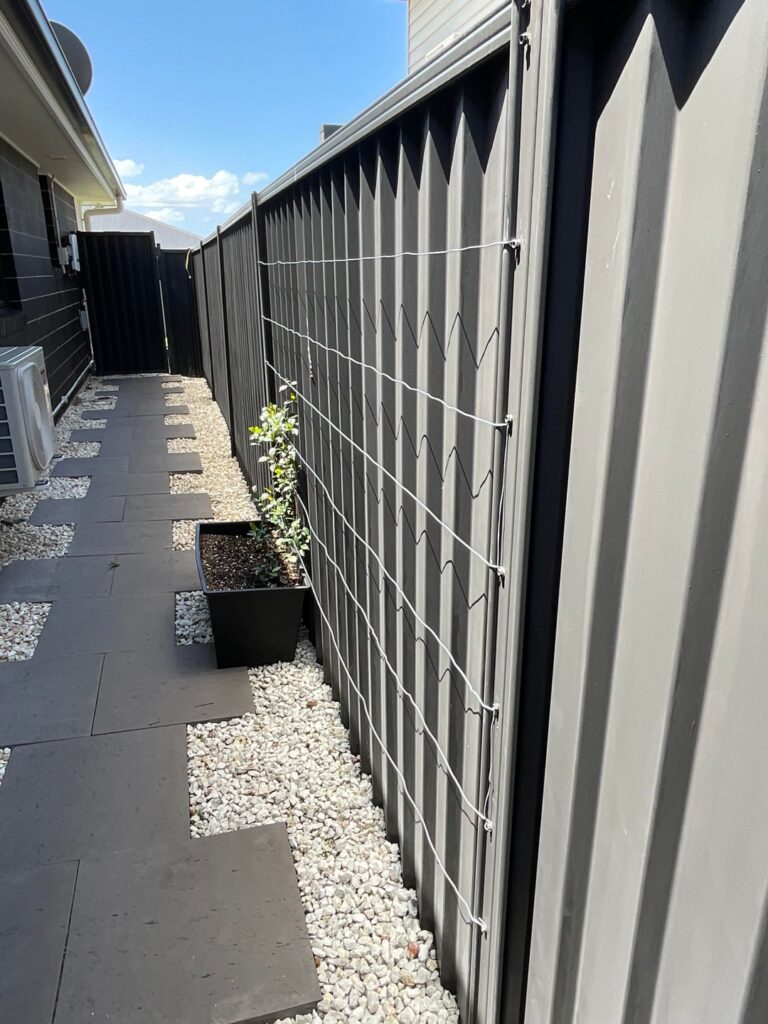 Creeping fig on this fence line?