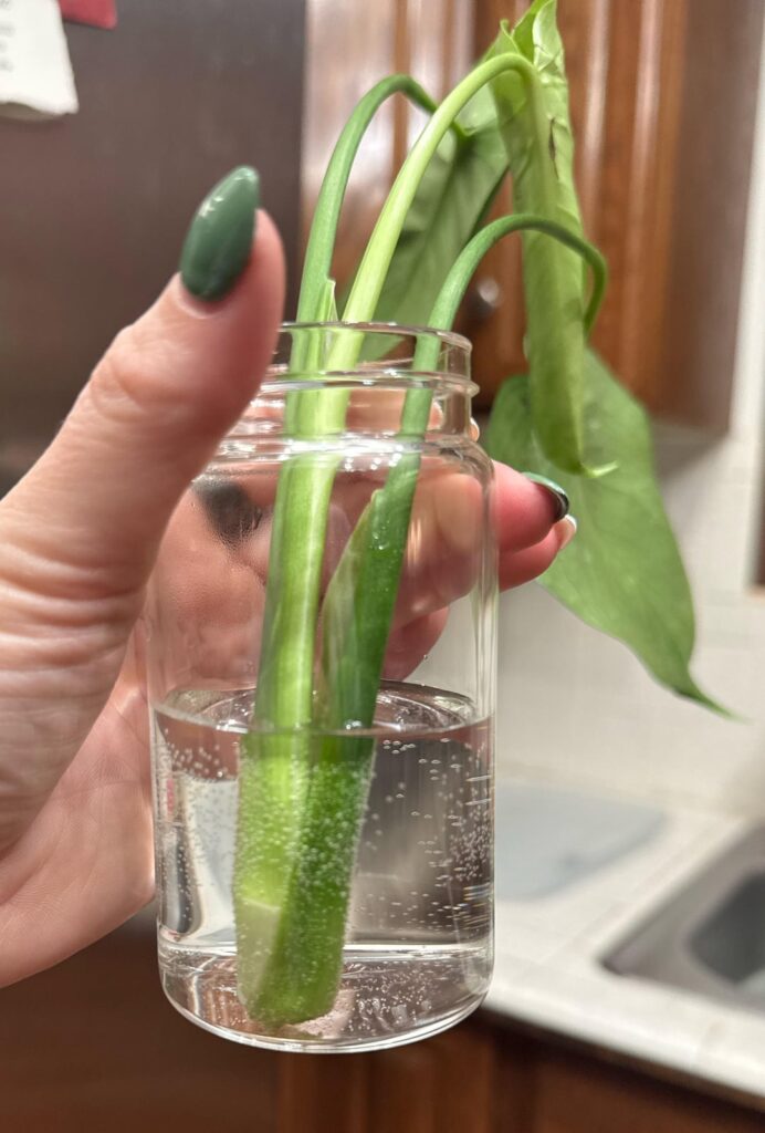 Home Depot Monstera