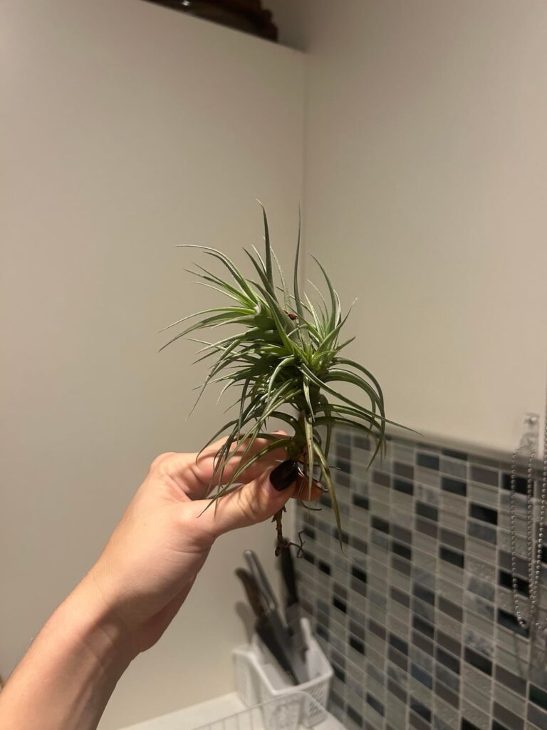 Is this an air plant? It was given to me. Well, found in a plant that was given to me.