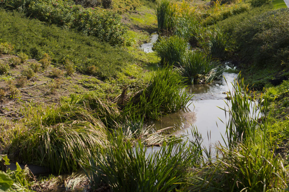 Gardener shares stunning photos of unique backyard project: ‘This is incredible’ A Redditor shared the heartwarming story of how his father recreated a bog garden at their new home.