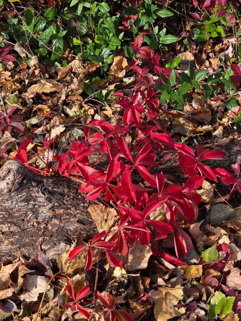 Is this a weed?