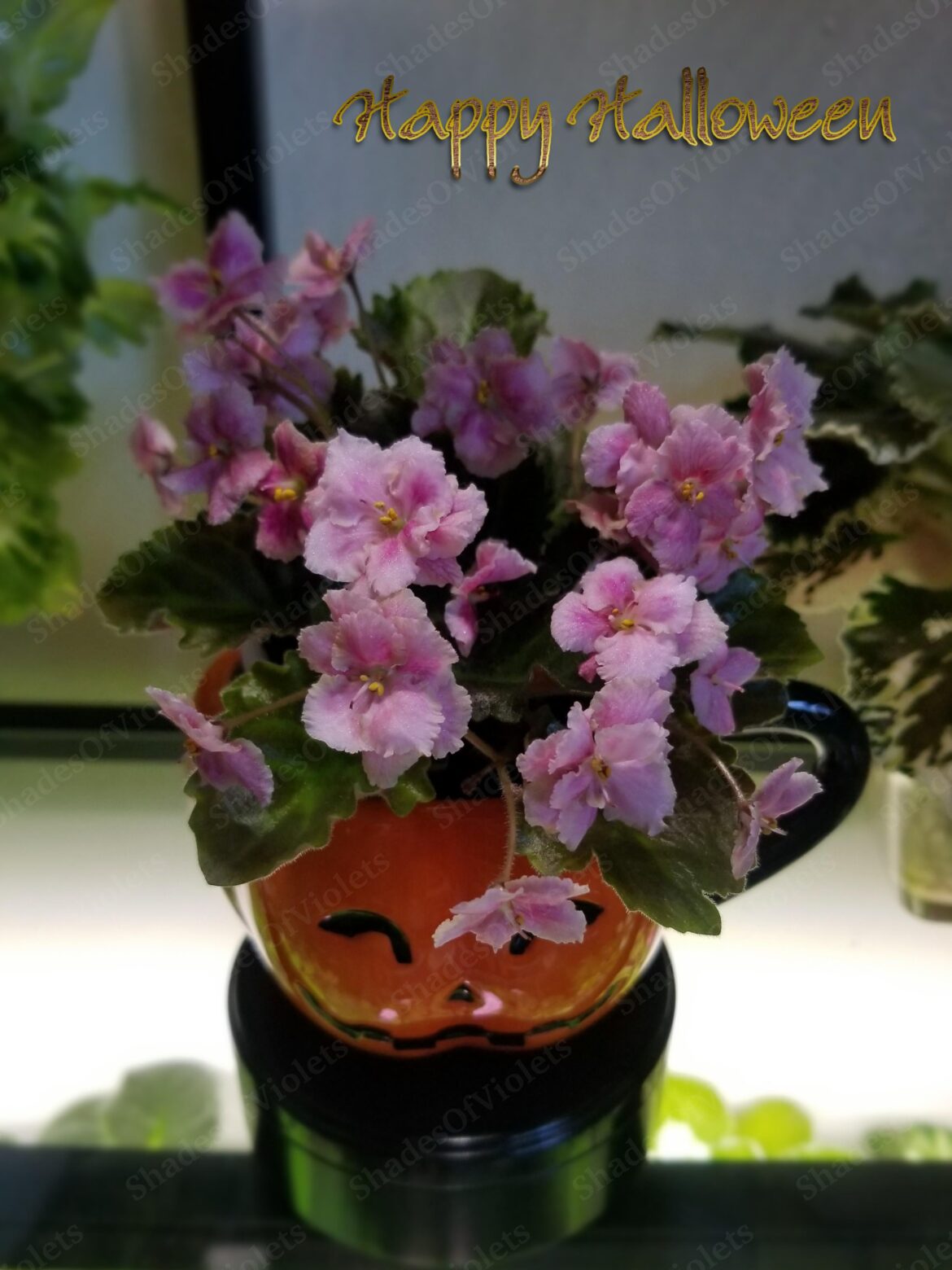 👻HAPPY HALLOWEEN👻