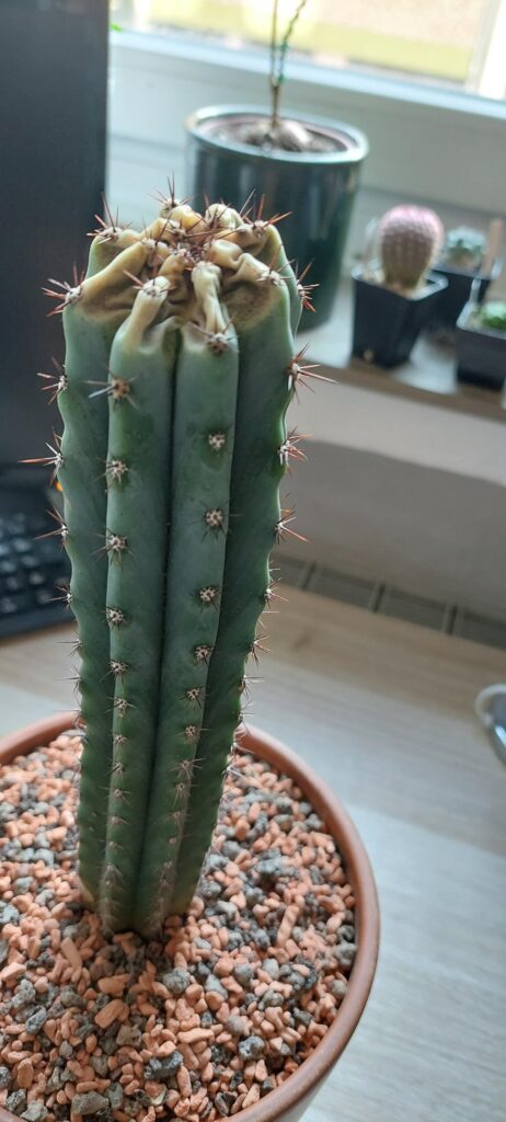 My San Pedro got burnt