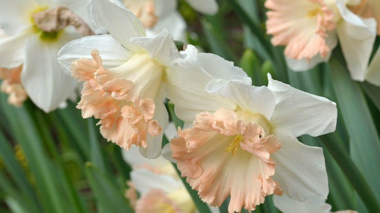 White and pink daffodils in bloom