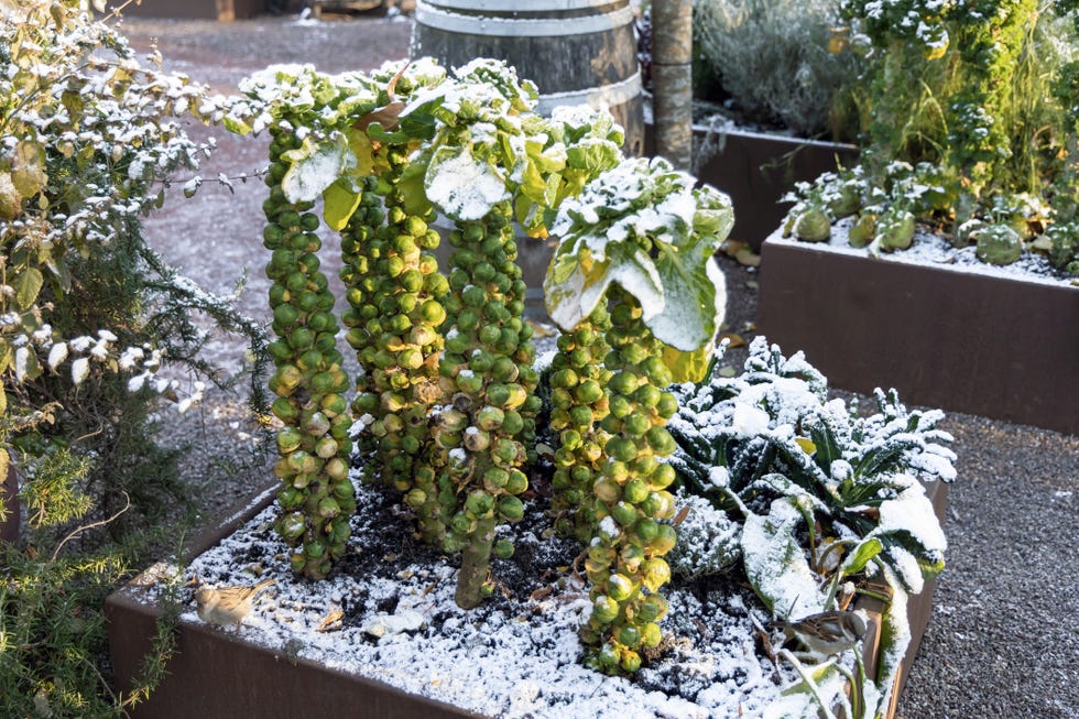 Brussels sprouts under the snow. brussels sprouts under the snow. winter garden under the first snow.