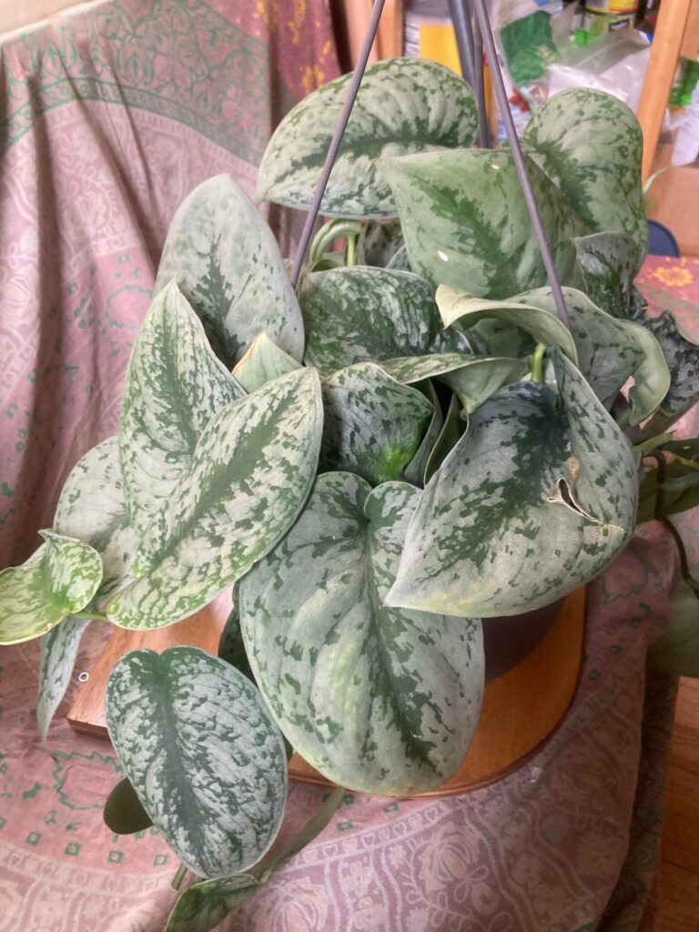 Snagged this on clearance at the grocery store, no tag