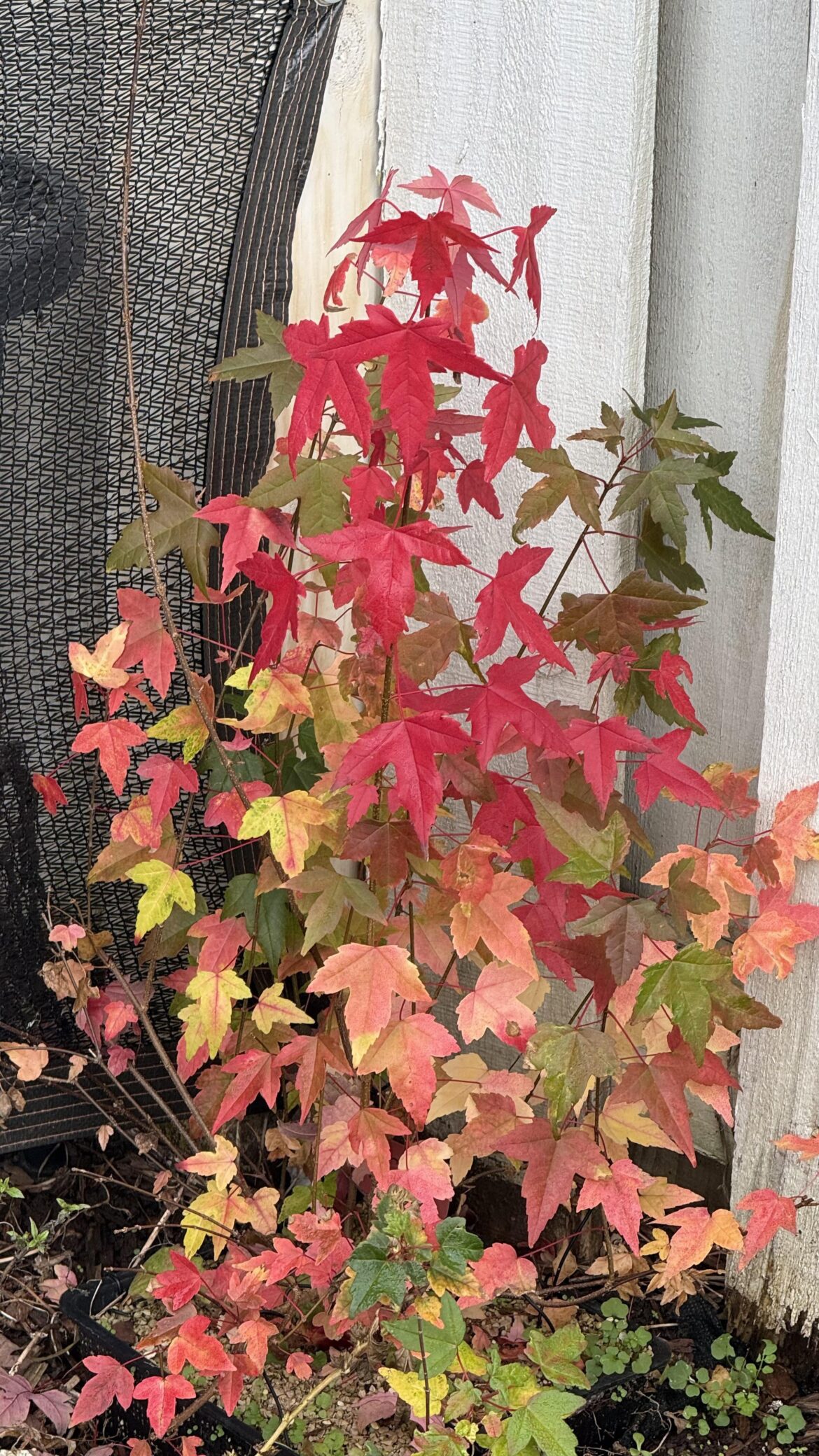 My Kabudachi/Clump-style Trident maple showing a wide array of fall colors because it is made up of so many distinct trees that have not yet fused.