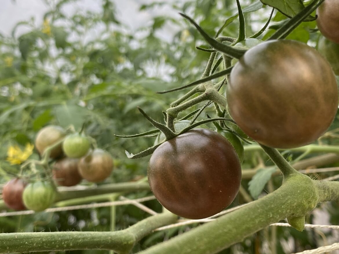 End of my Great Tomato Famine