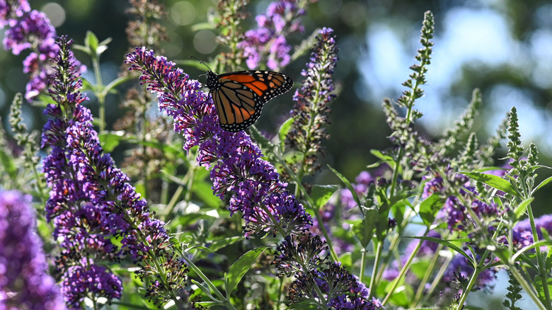 A Monarch butterfly on a flower of a butterfly bush
