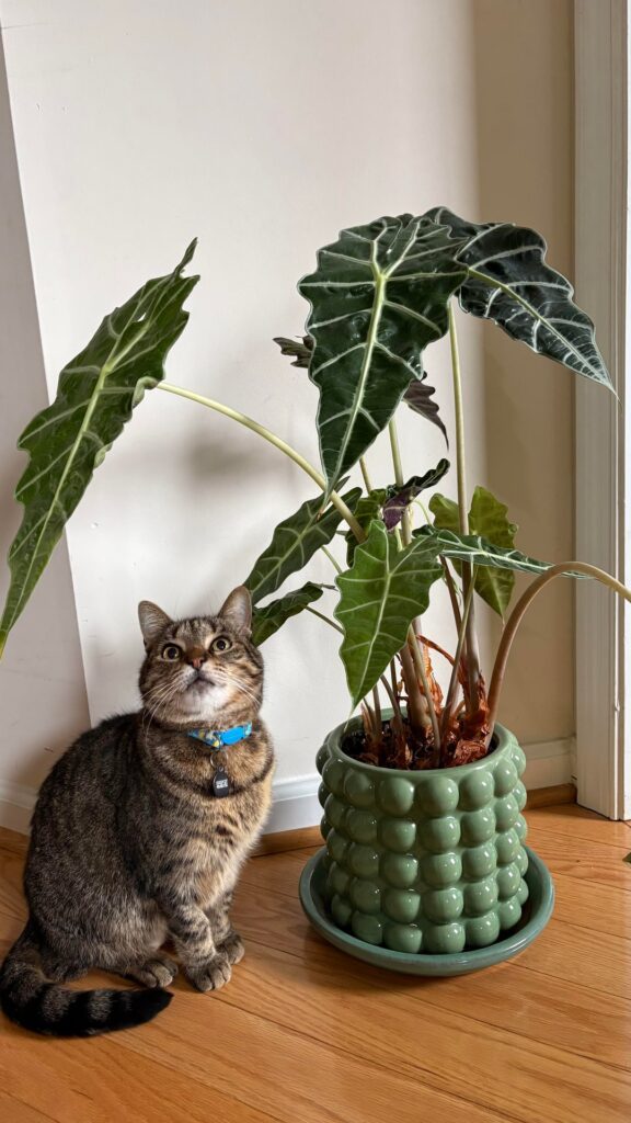 Alocasia resurrection! Alocasia resurrection!
