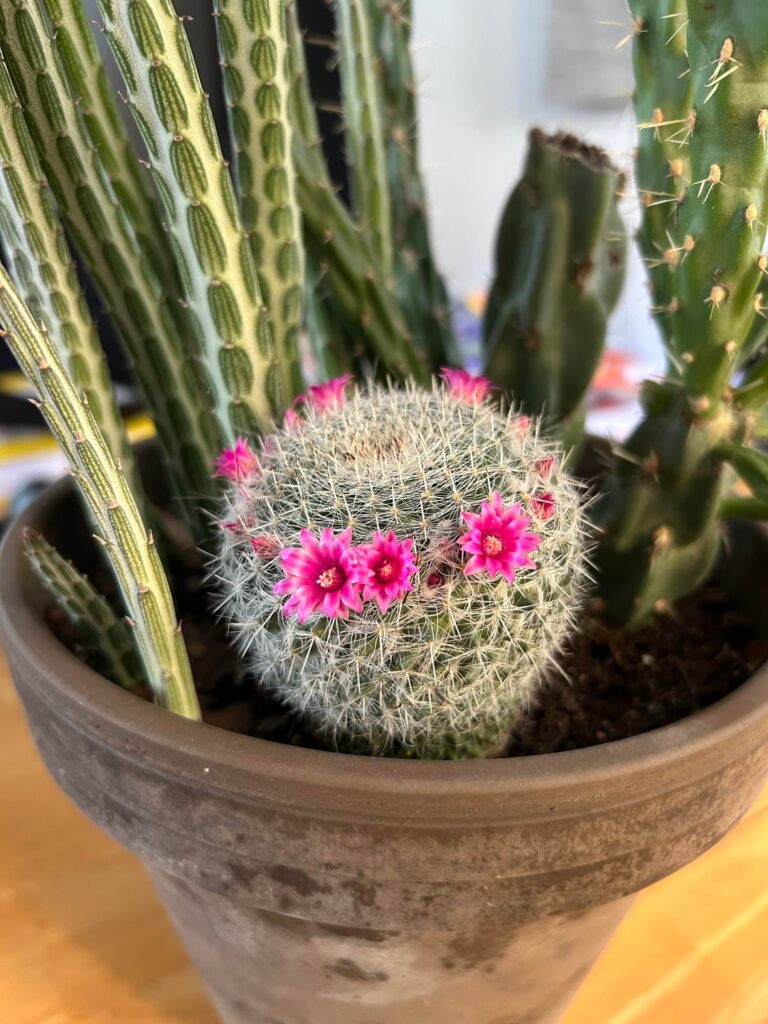 The flower crown on this cactus is so cute!