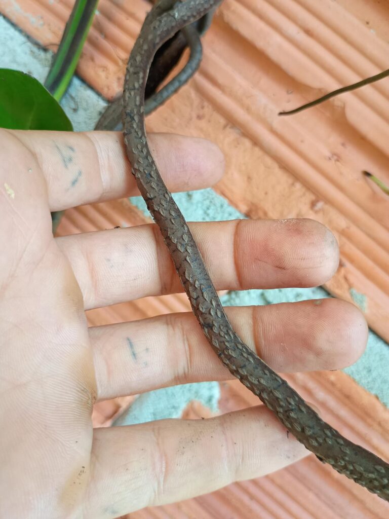 My pothos roots and stem sizes.