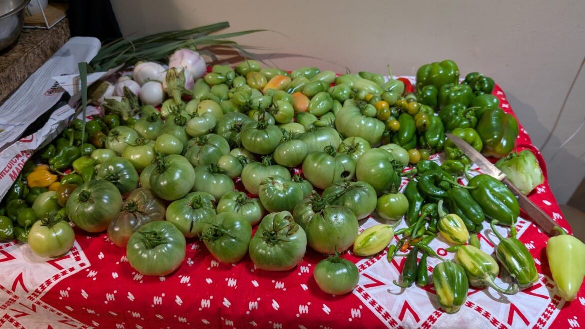 Harvest before taking down all my plants 😭😭😭