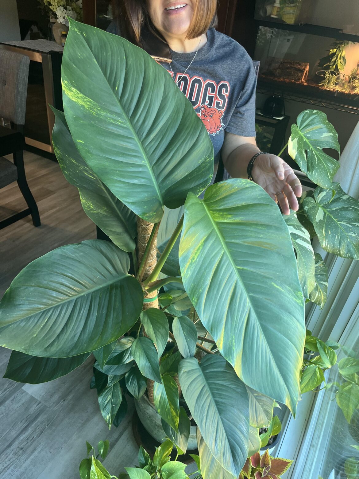 My mom’s mature golden pothos