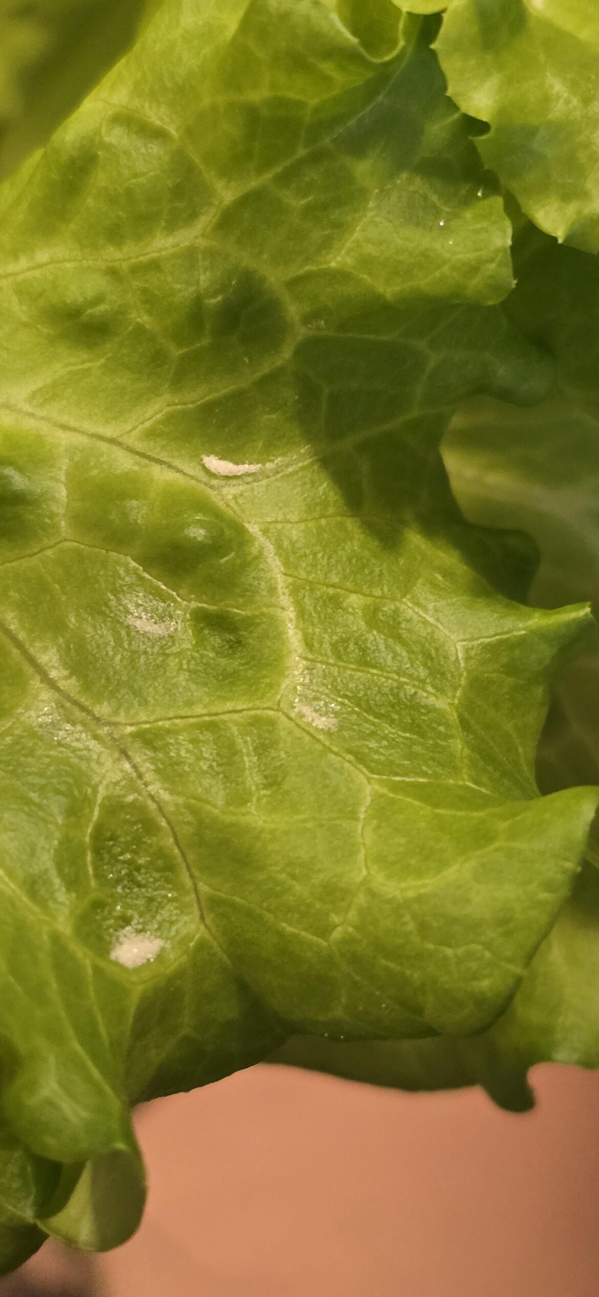 What is this white powder in my lettuce?