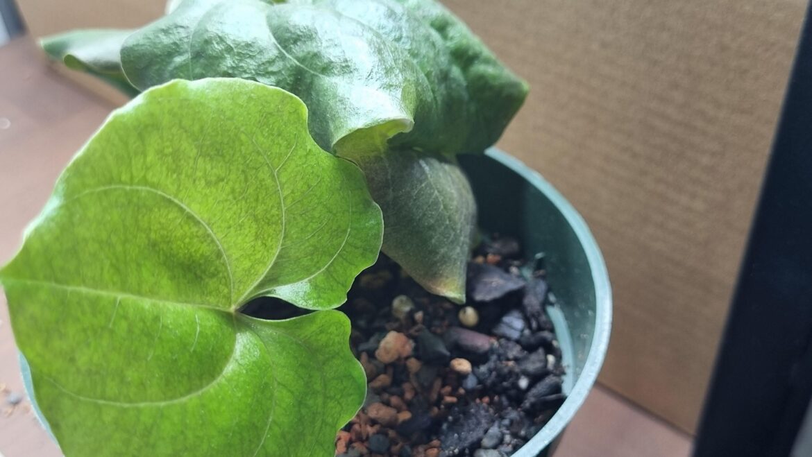 Is my dioscorea elephantipes going dormant?