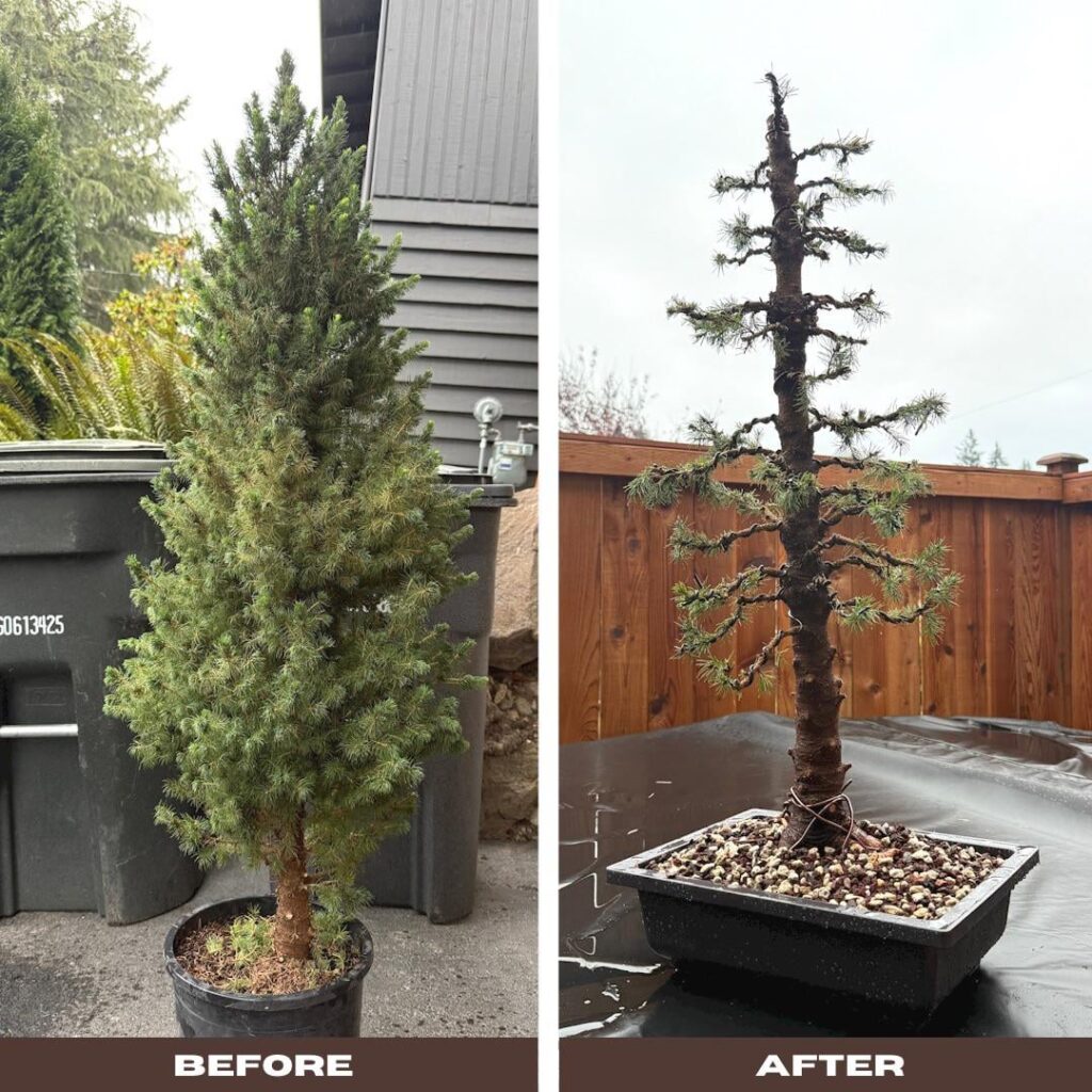 Dwarf Alberta Spruce inspired by Bob (u/cbobgo) in a 14” training pot