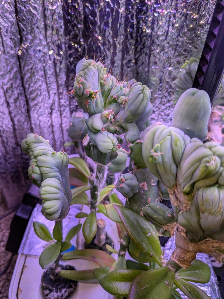 TBMC on peres still going