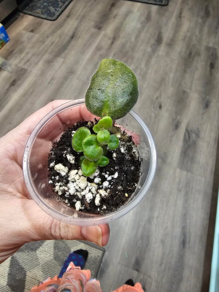 Leaf prop gone wrong?