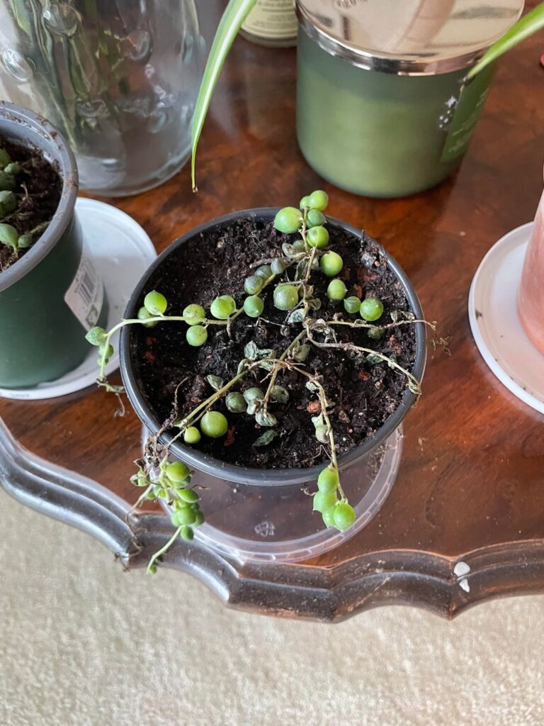What happened to my string of pearls :(