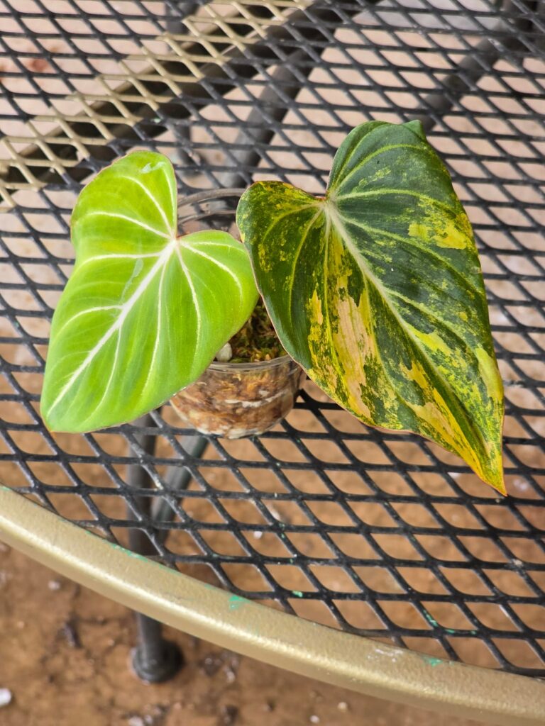 Excuse me sir... Please make up your mind!