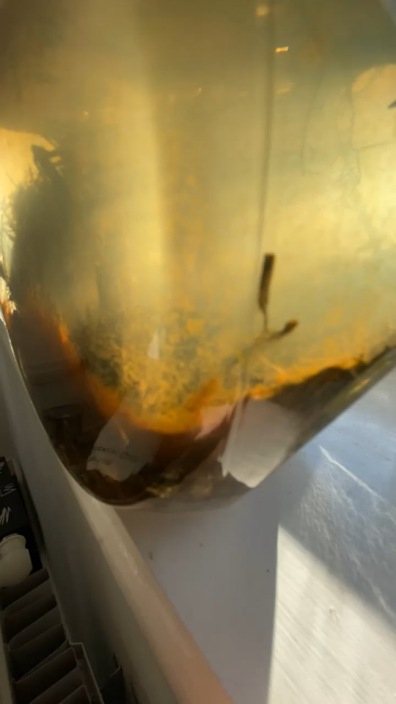 I was expecting these to die.