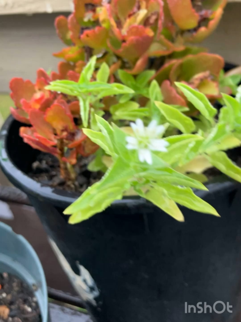 Have I been caring for a weed this whole time? —___—