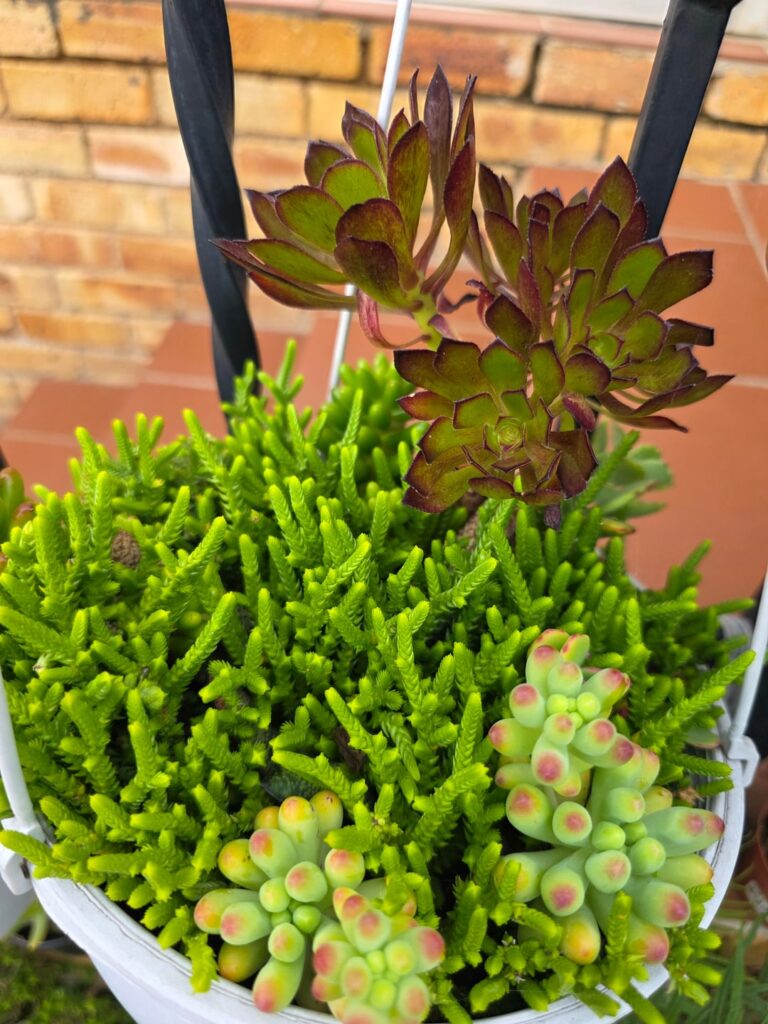 These Lizard Tail ðĶ succulents grow so fast ðĩðīððą These Lizard Tail ðĶ succulents grow so fast ðĩðīððą