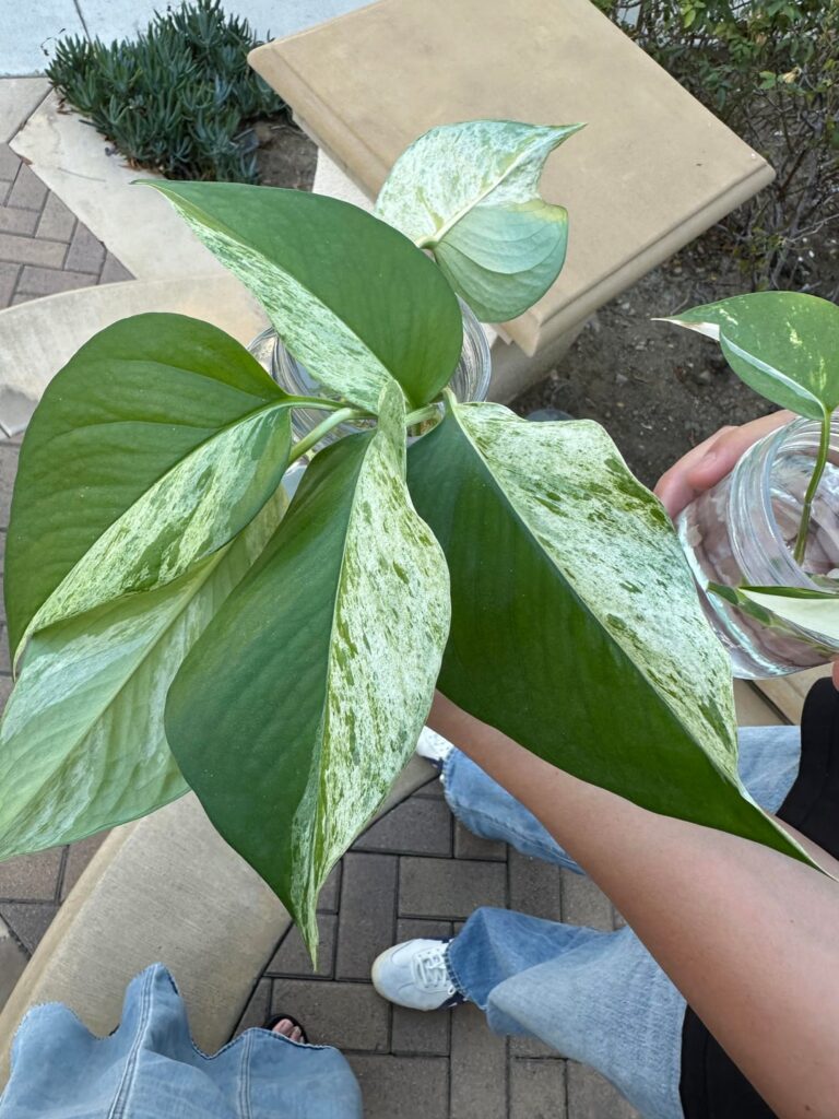 My mom randomly gave me these pothos (?)