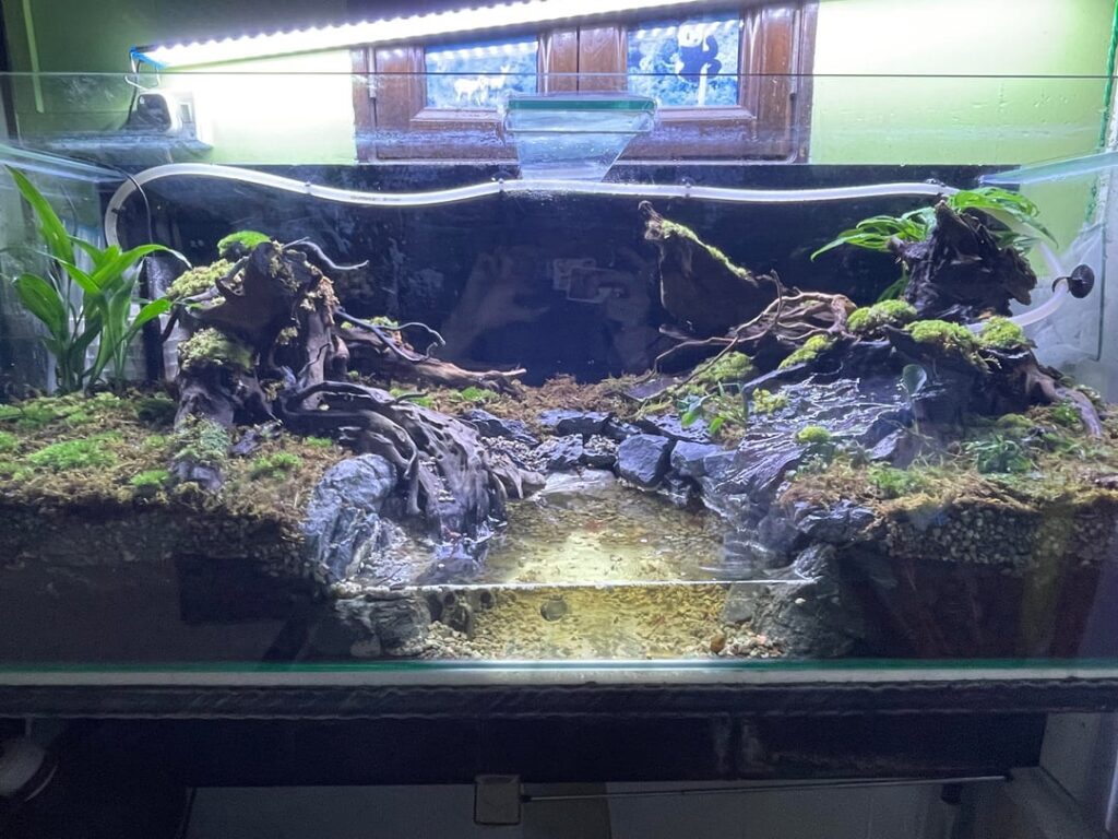 Paludarium for vampire crabs
