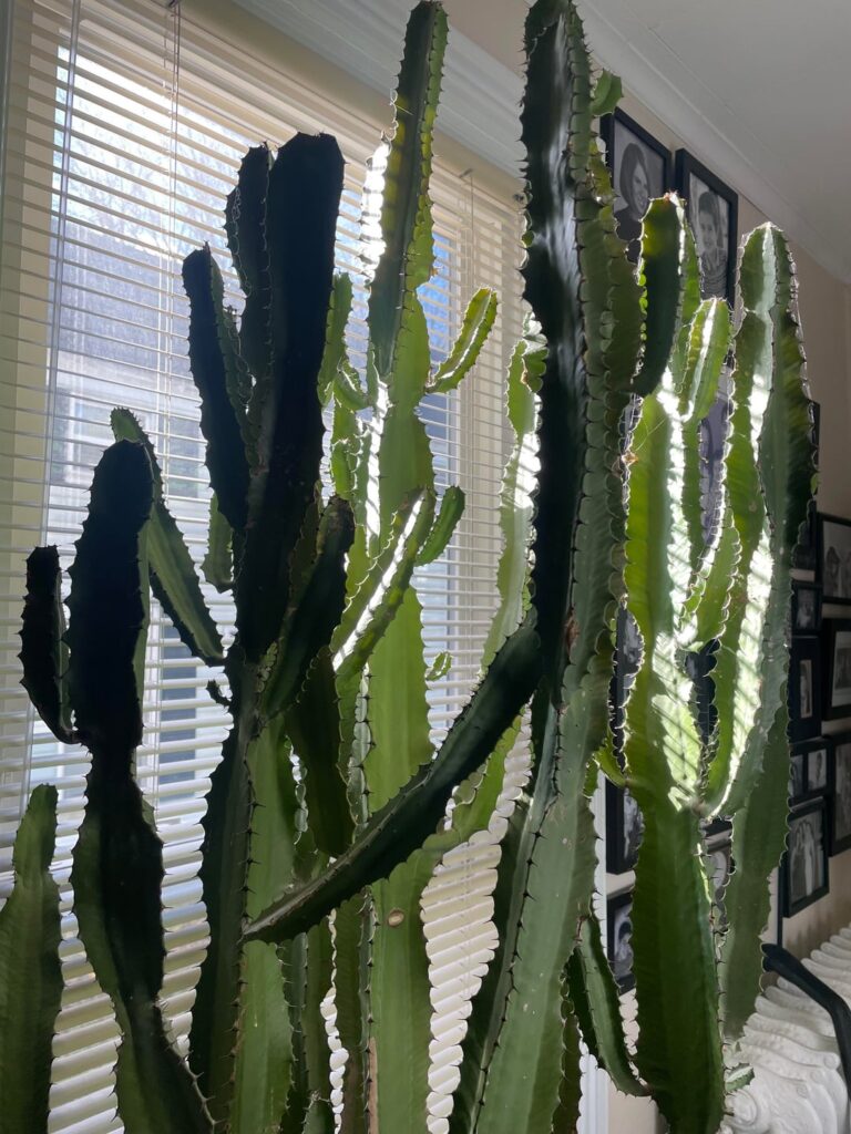 I don’t want to kill my mothers plant. I don’t want to kill my mothers plant.