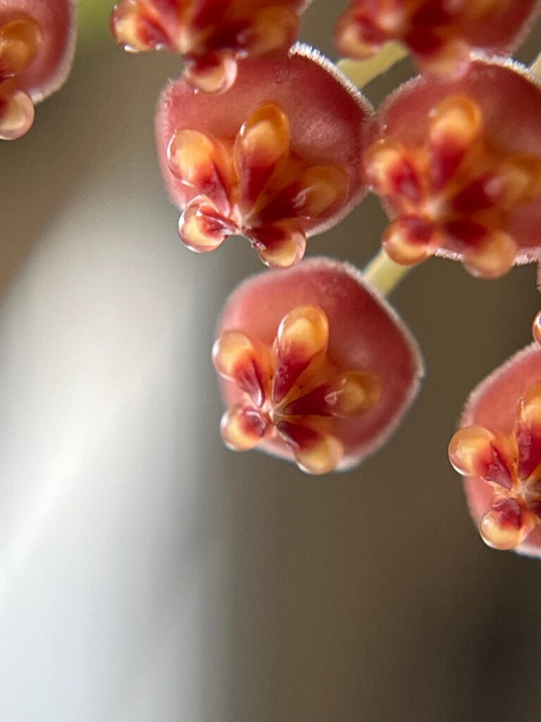 Some more photos of this pretty burtoniae flower