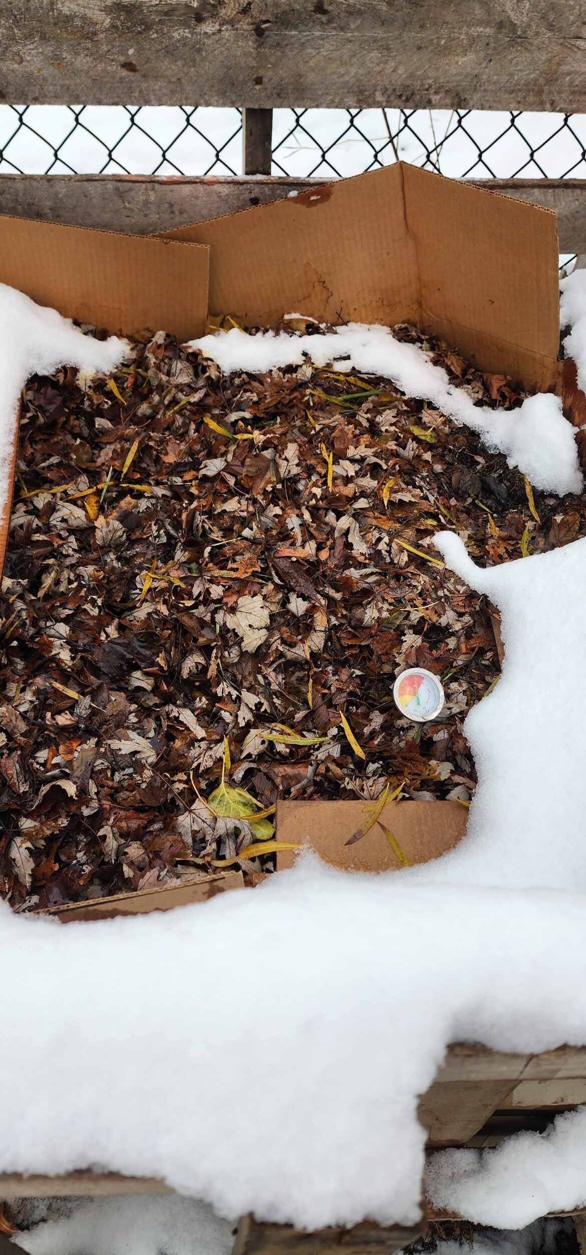 Cold and snow isn't slowing her down