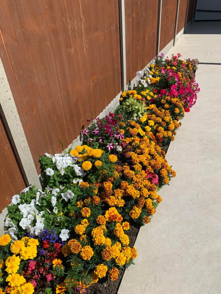 First year of gardening