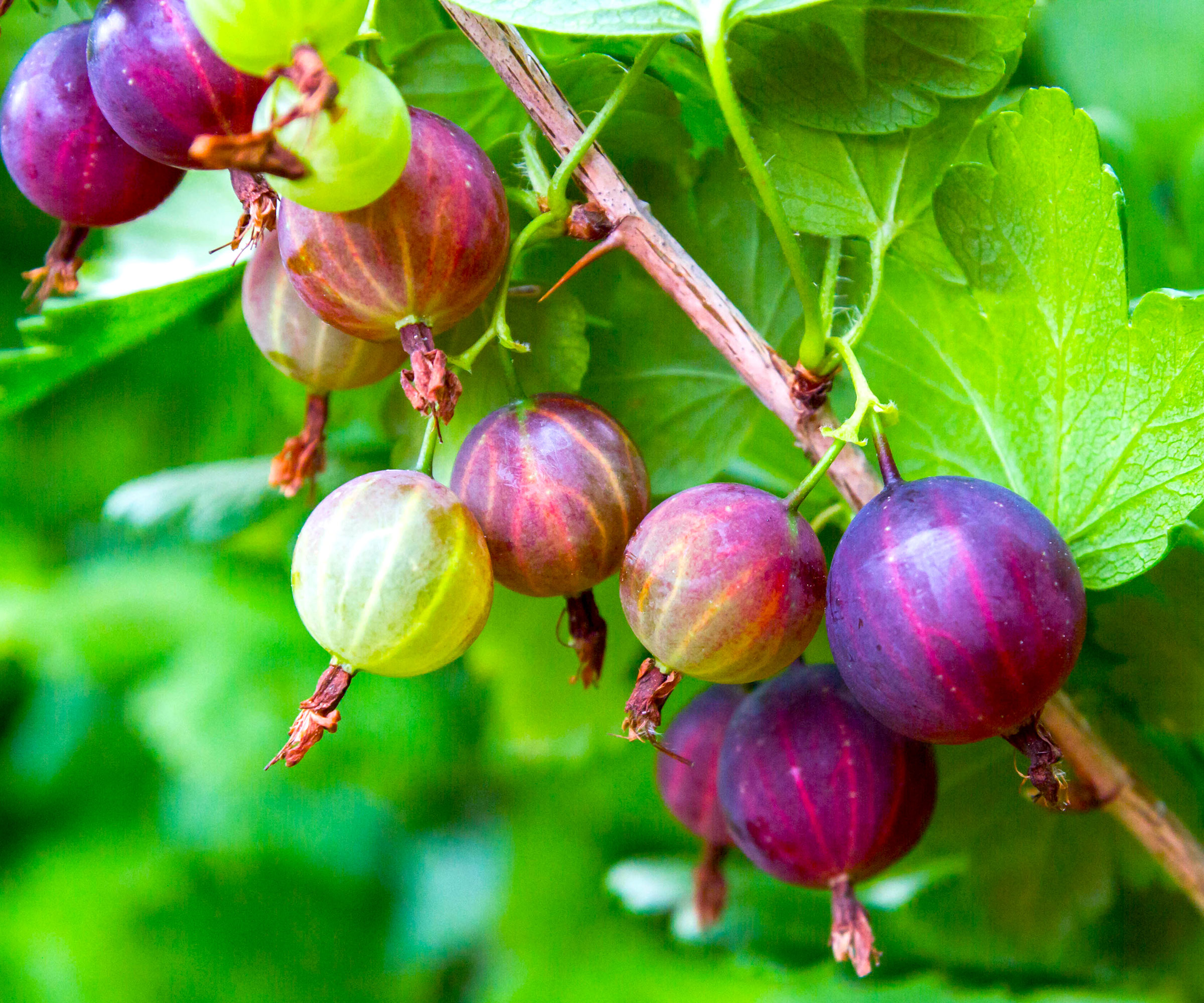 gooseberries ripening on healthy shrub that has been well pruned