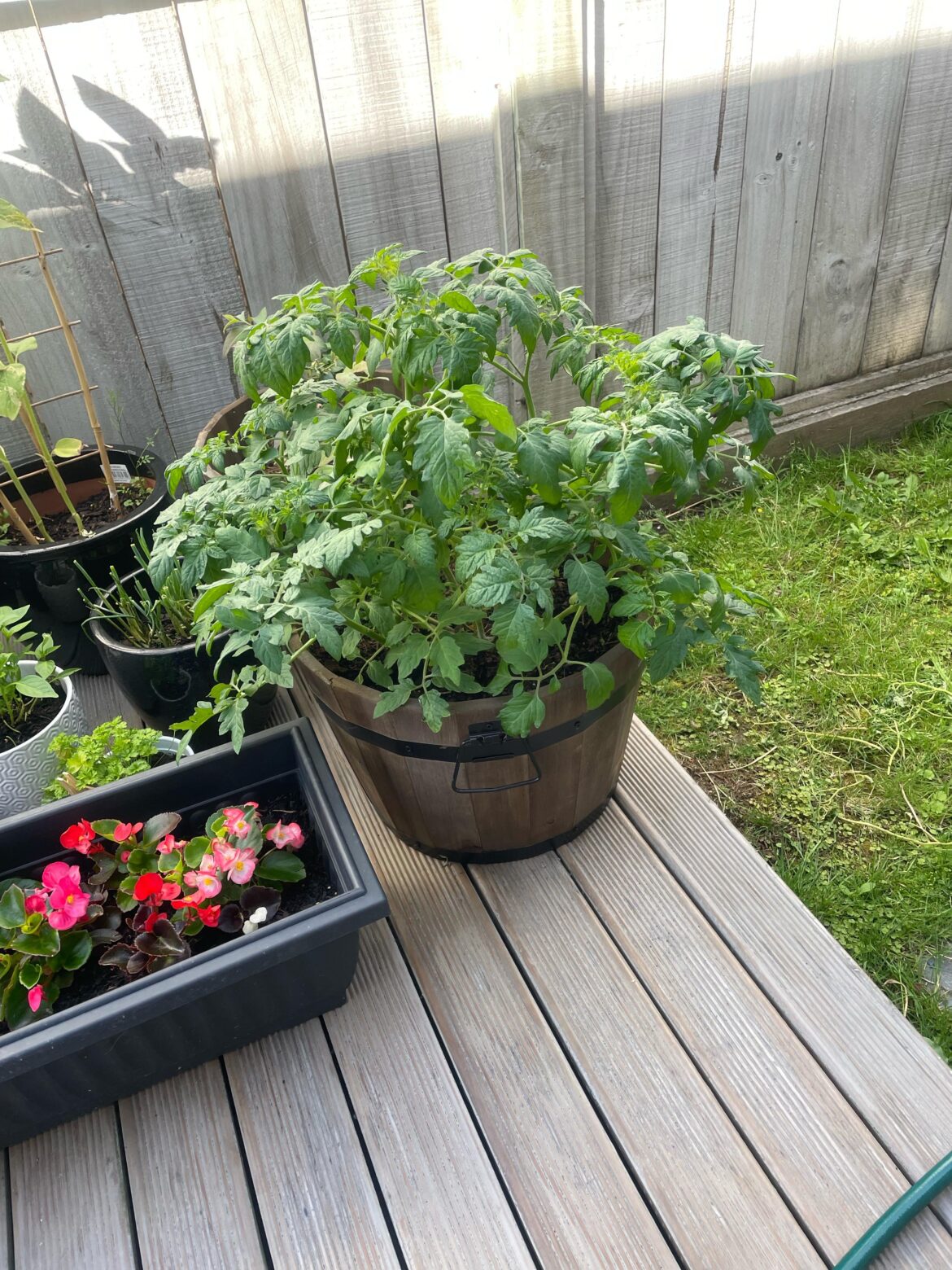 Tomato plant big but no fruit or flowers Tomato plant big but no fruit or flowers